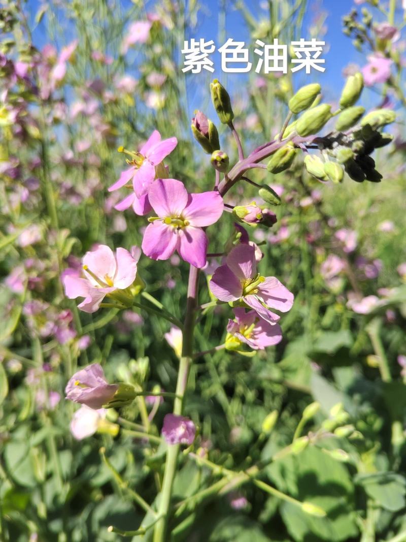 油菜种子观赏型彩色油菜，产地直供，全国发货