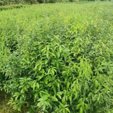 青岗栎1-6公分成活率低量大从优欢迎来电咨询