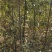 青岗栎1-6公分成活率低量大从优欢迎来电咨询