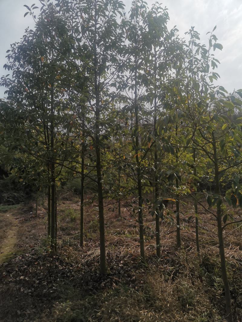 青岗栎1-6公分成活率低量大从优欢迎来电咨询