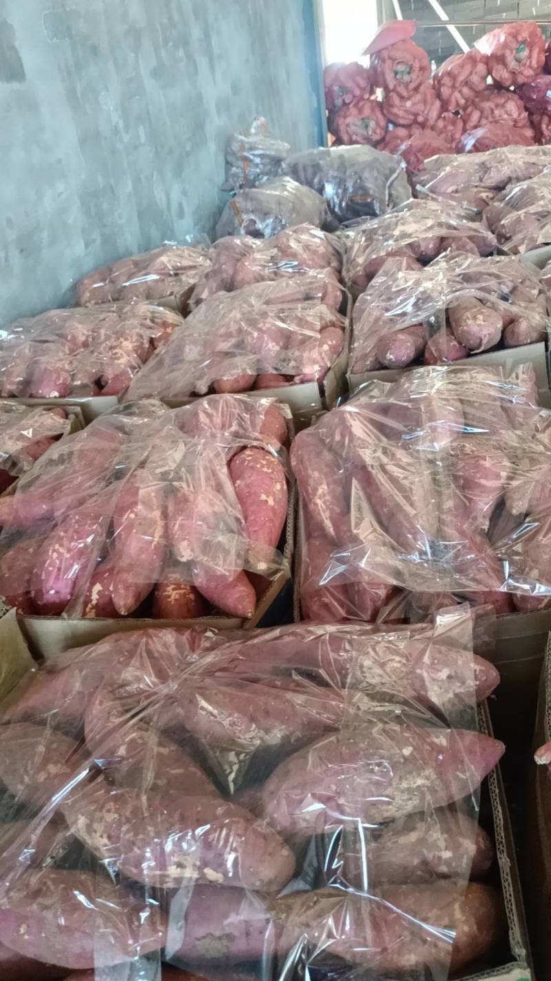 湖北襄阳精品西瓜红以大量上市。欢迎全国各地客商前来采购