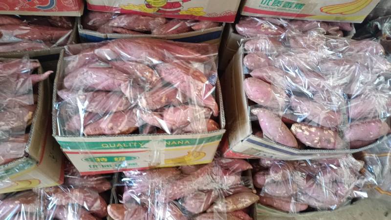 湖北襄阳精品西瓜红以大量上市。欢迎全国各地客商前来采购