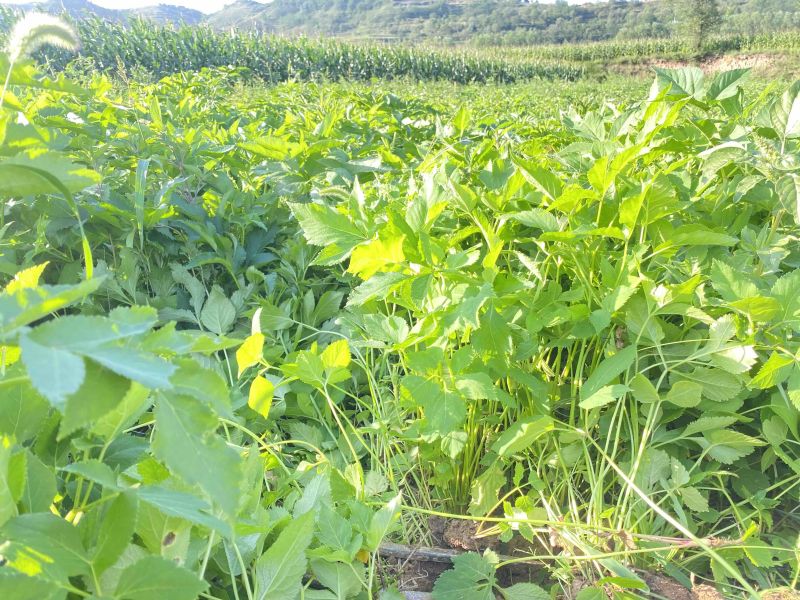 2023年育苗500万肉独活苗子开始预约联系