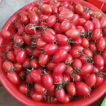 河北精品千禧圣女果大量上市货源充足