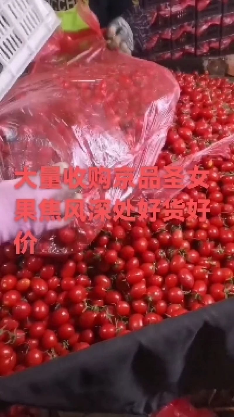 河北精品千禧圣女果大量上市货源充足