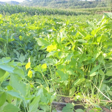23新货你啊肉独活苗子200万苗子现予出售，