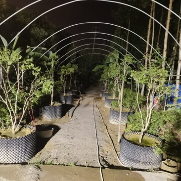嘉宝果十年以上