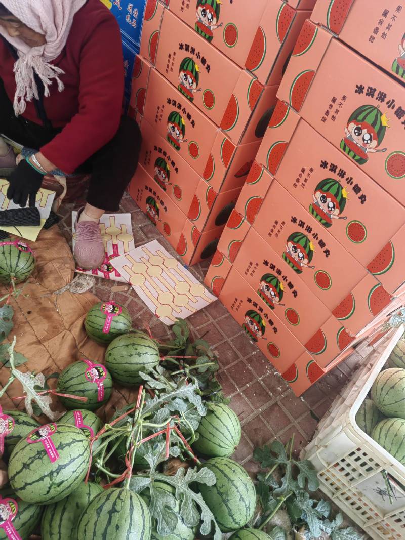 早春红玉2k西瓜冰糖子西瓜牛奶小吊瓜一手货源产地直发