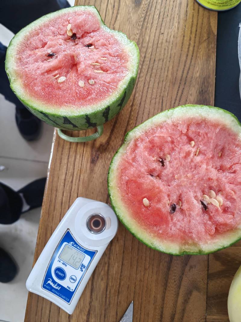 早春红玉2k西瓜冰糖子西瓜牛奶小吊瓜一手货源产地直发