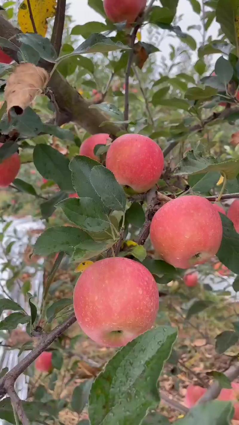 正宗陕西洛川红嘎啦苹果大量上市，脆甜多汁，70起步3.8