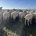 草膘藏系羊通货羔子