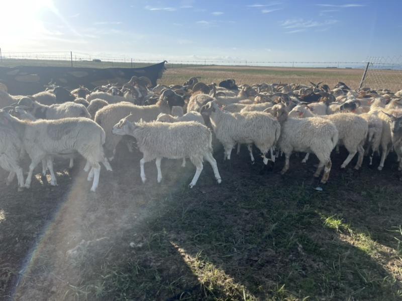草膘藏系羊通货羔子