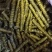 安徽精品霍山石斛/枫斗小颗粒饱满长形多圈长年批发