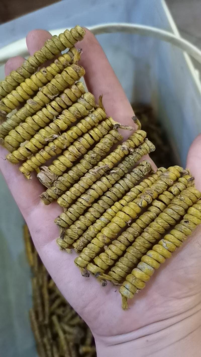 安徽精品霍山石斛/枫斗小颗粒饱满长形多圈长年批发