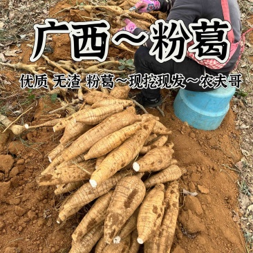 优质粉葛，广西无渣粉葛，精品粉葛大货，整车批发，全国代发