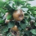 梨，黄梨，晚秋黄梨，广东梨，江苏晚秋黄梨代办，全国代发