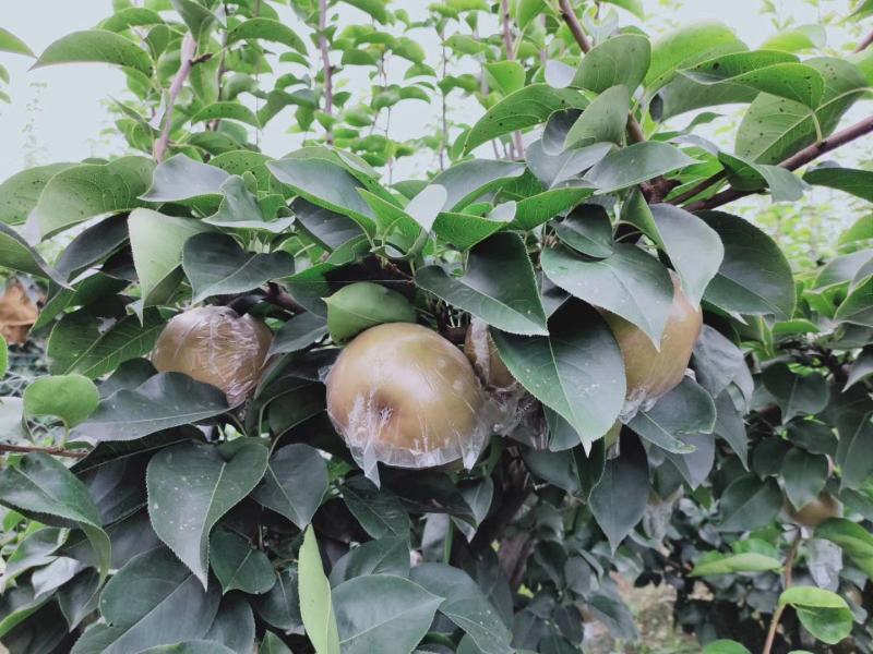 [标题]黄梨_晚秋黄梨大量上市中招收购商全国代发