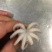 八爪鱼，肤色完整，Q弹爽脆！