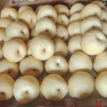 酥梨（贡梨）大量有货需要的老板可以来本地考察