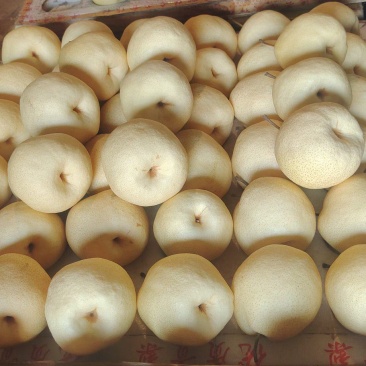 酥梨（贡梨）大量有货需要的老板可以来本地考察