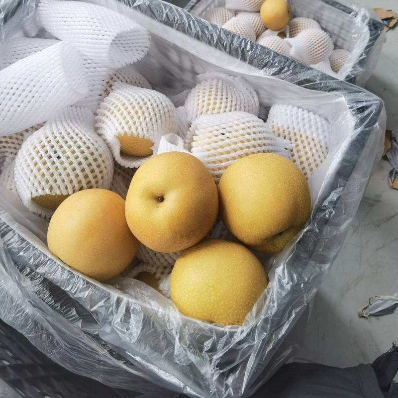 秋月梨含糖量高皮薄肉厚汁水多欢迎电话联系