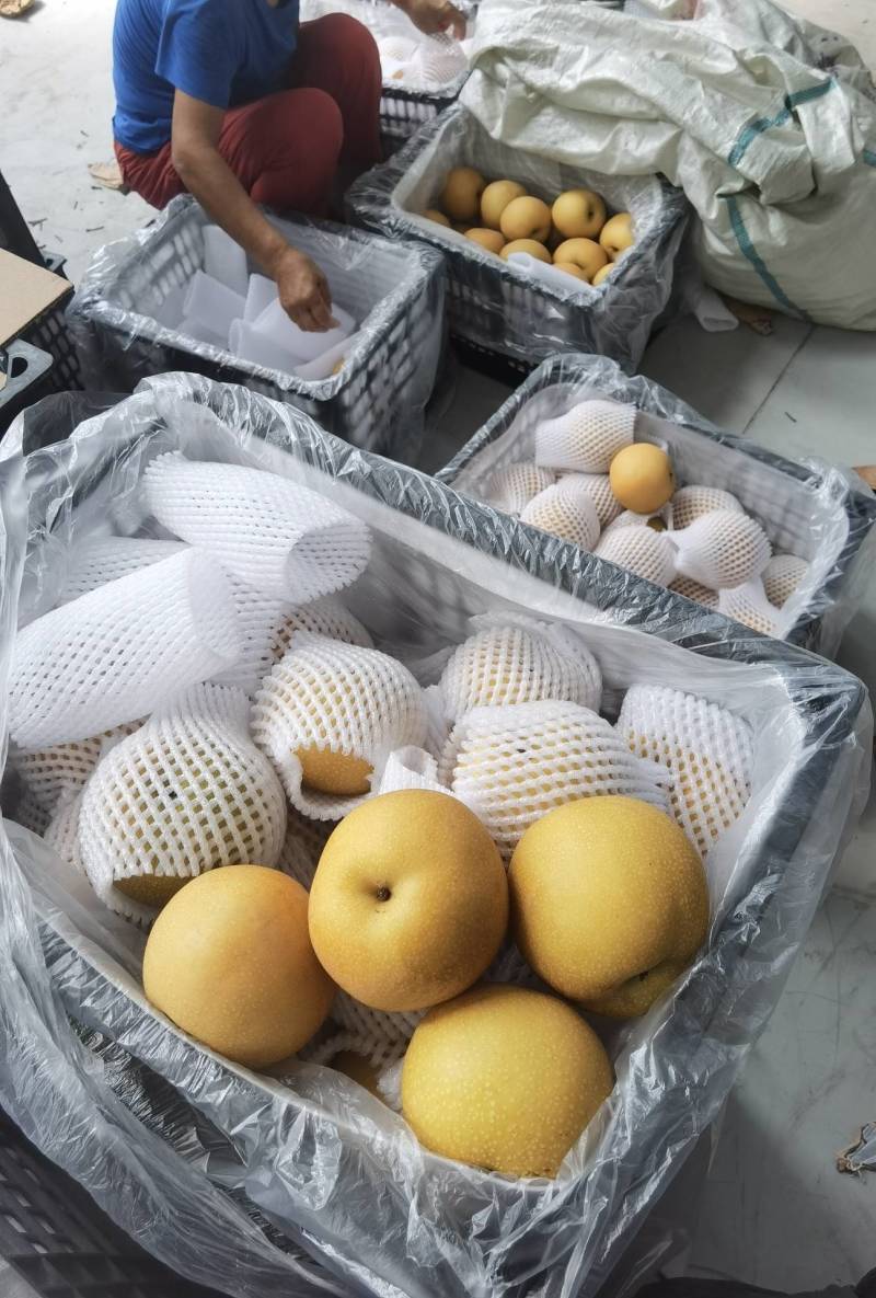 秋月梨含糖量高皮薄肉厚汁水多欢迎电话联系