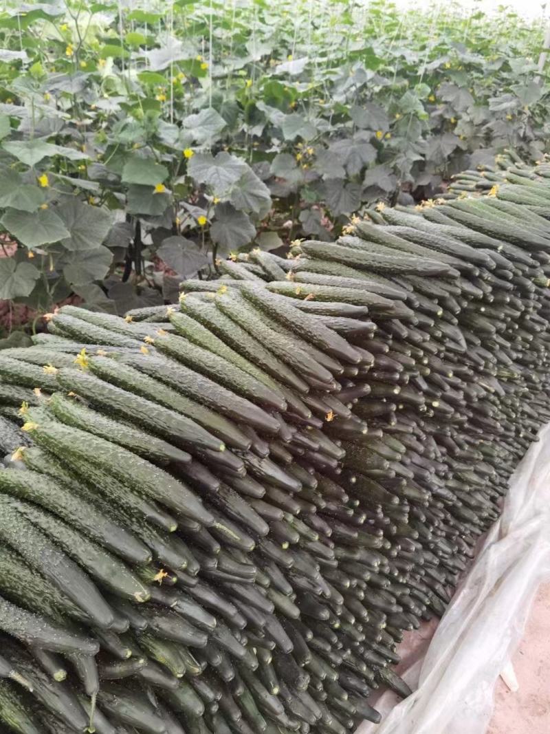 云南精品黄瓜，欢迎来电采购，货真价实。