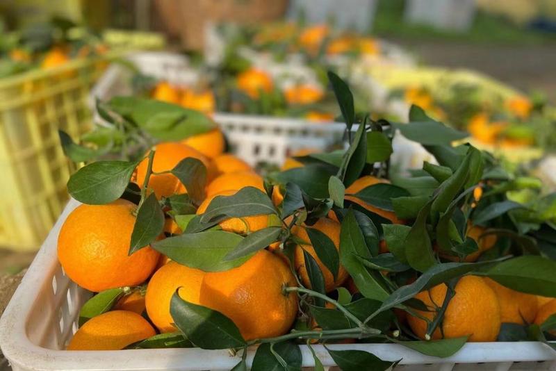 湖北秭归九月红果冻橙，长红，一手货源，可看园订货