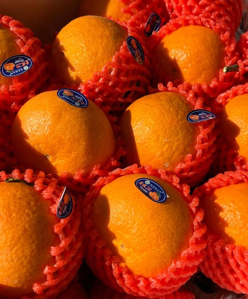 湖北秭归九月红果冻橙，长红，一手货源，可看园订货