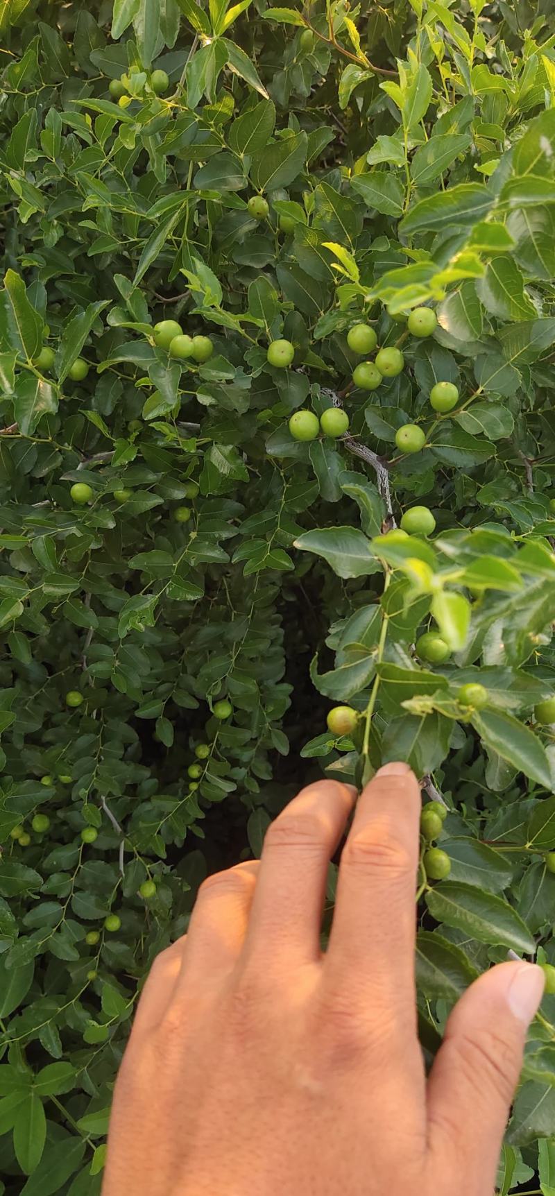 河北赞皇【药用酸枣苗】用来嫁接各种品种枣树苗