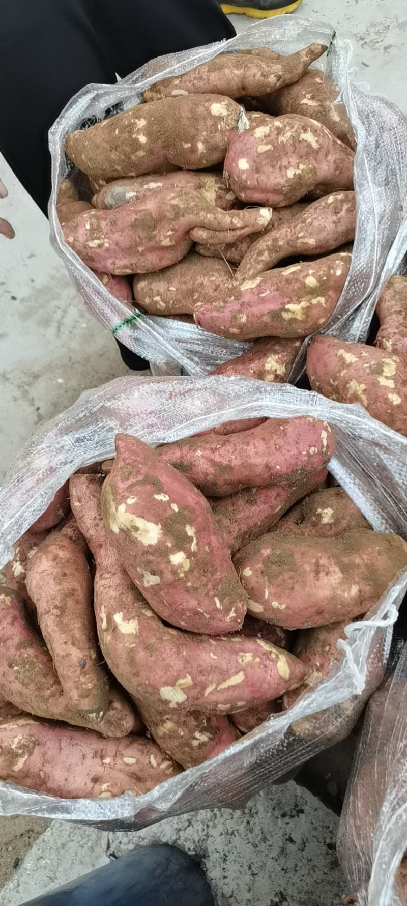 2023年新鲜红皮白心红薯