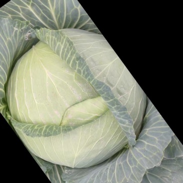 平包菜，扁包菜
