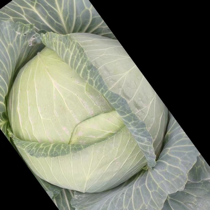 平包菜，扁包菜