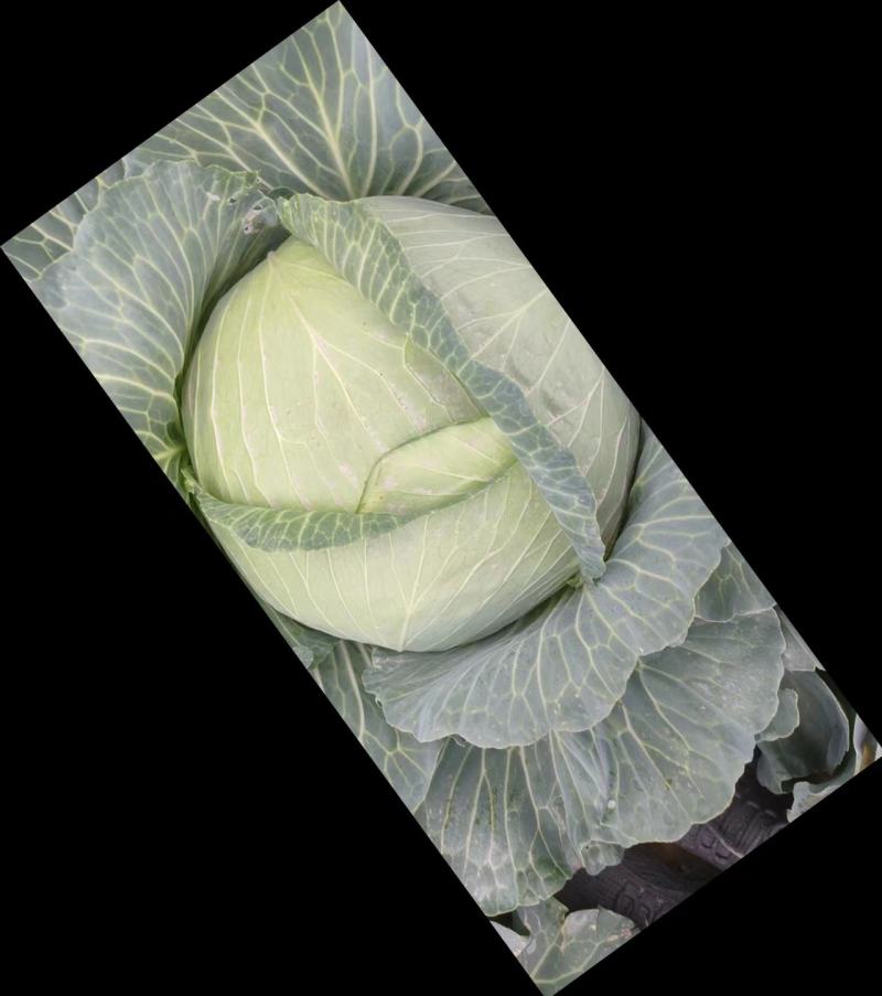 平包菜，扁包菜