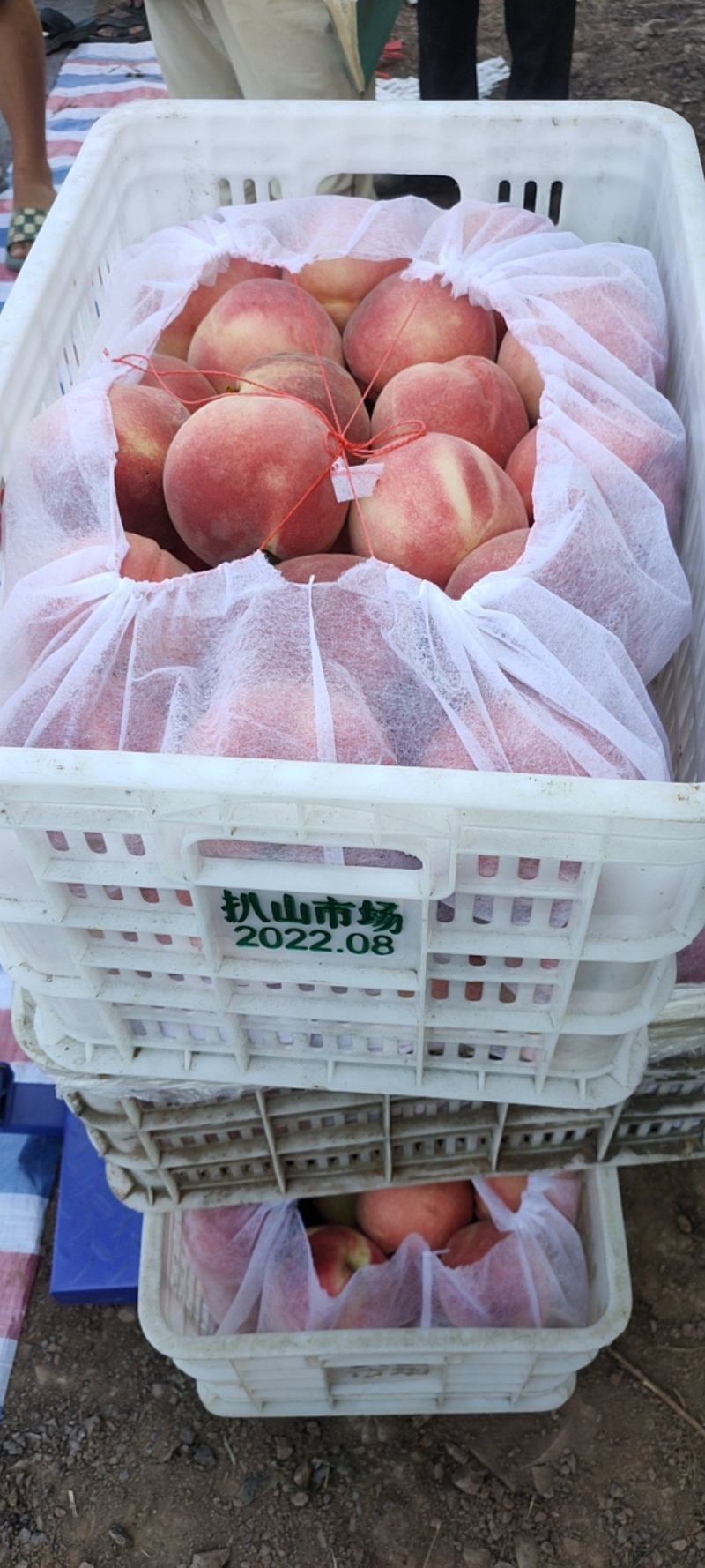 山东春雪毛桃继续走货，人工手选支持物流全国发货