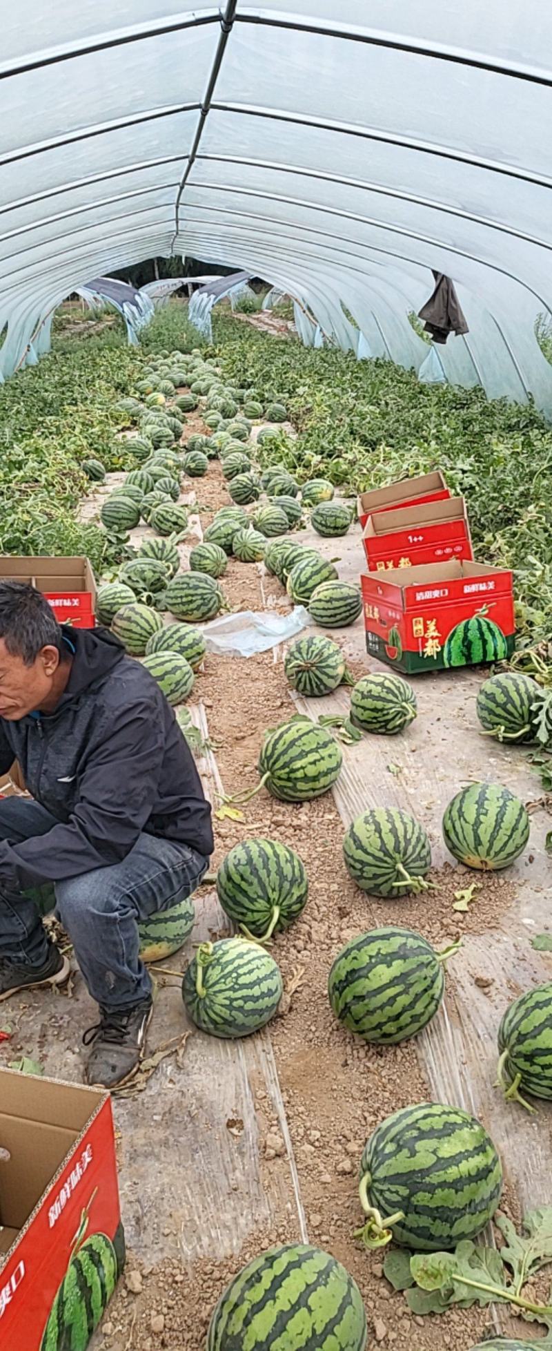 美都西瓜麒麟瓜，甘肃万亩基地直供保质保量提供一条龙服务