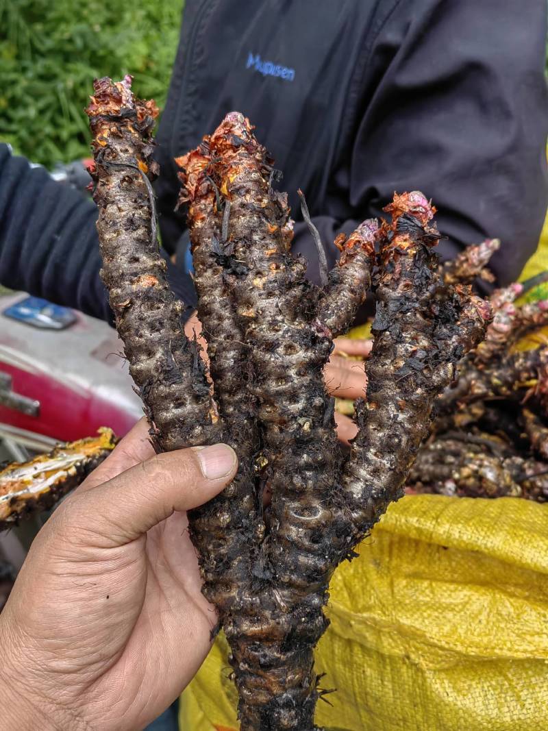 大量出售大花红景天鲜货精品乱片支持视频看货
