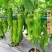 鑫辉辣椒