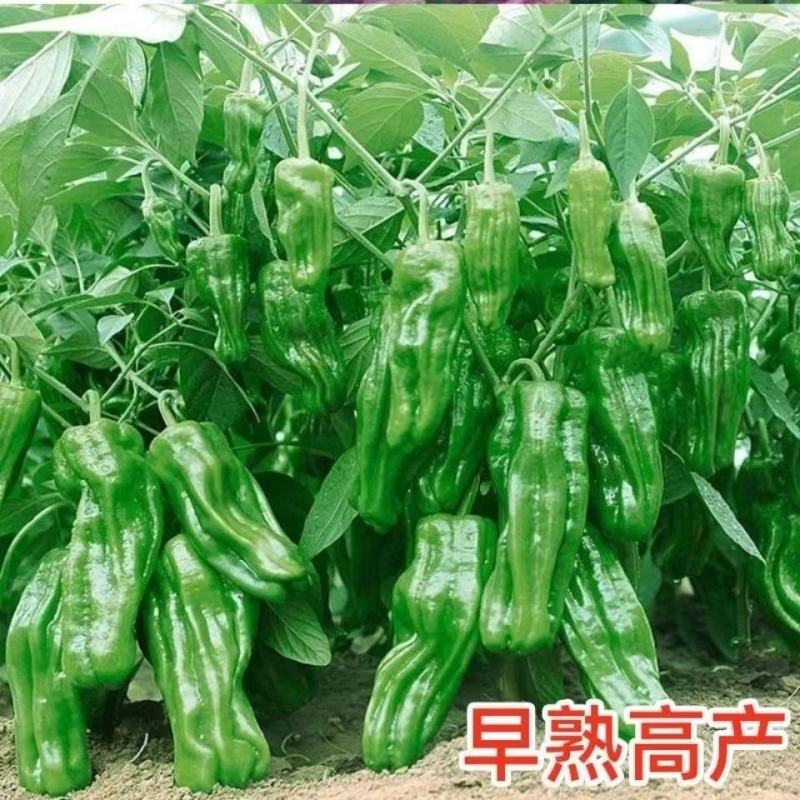 鑫辉辣椒