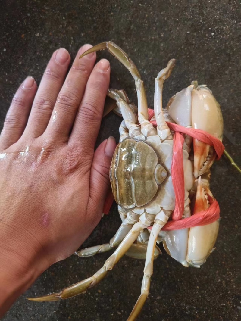 红膏蟹青蟹肉蟹质量杠杠滴