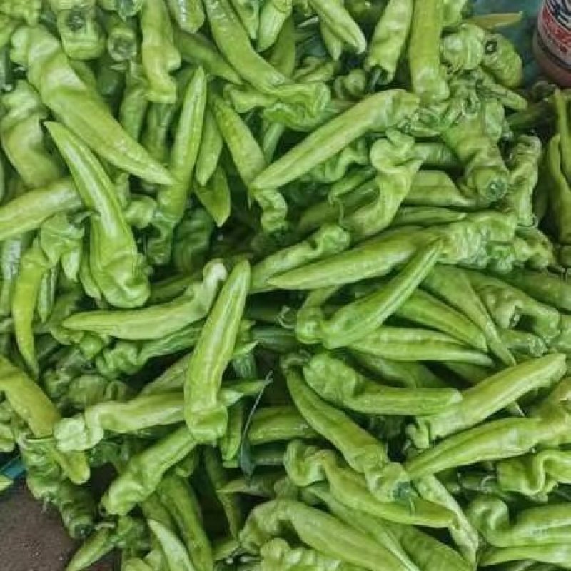 产地蔬菜大量上市中