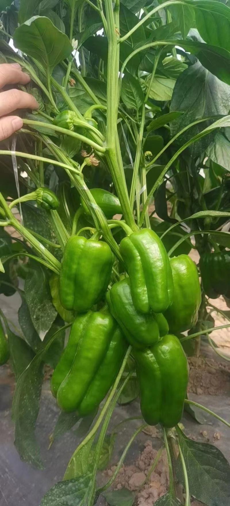 产地蔬菜大量上市中