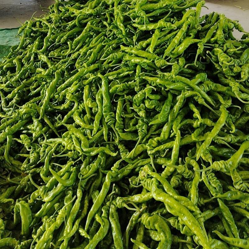 产地蔬菜大量上市中