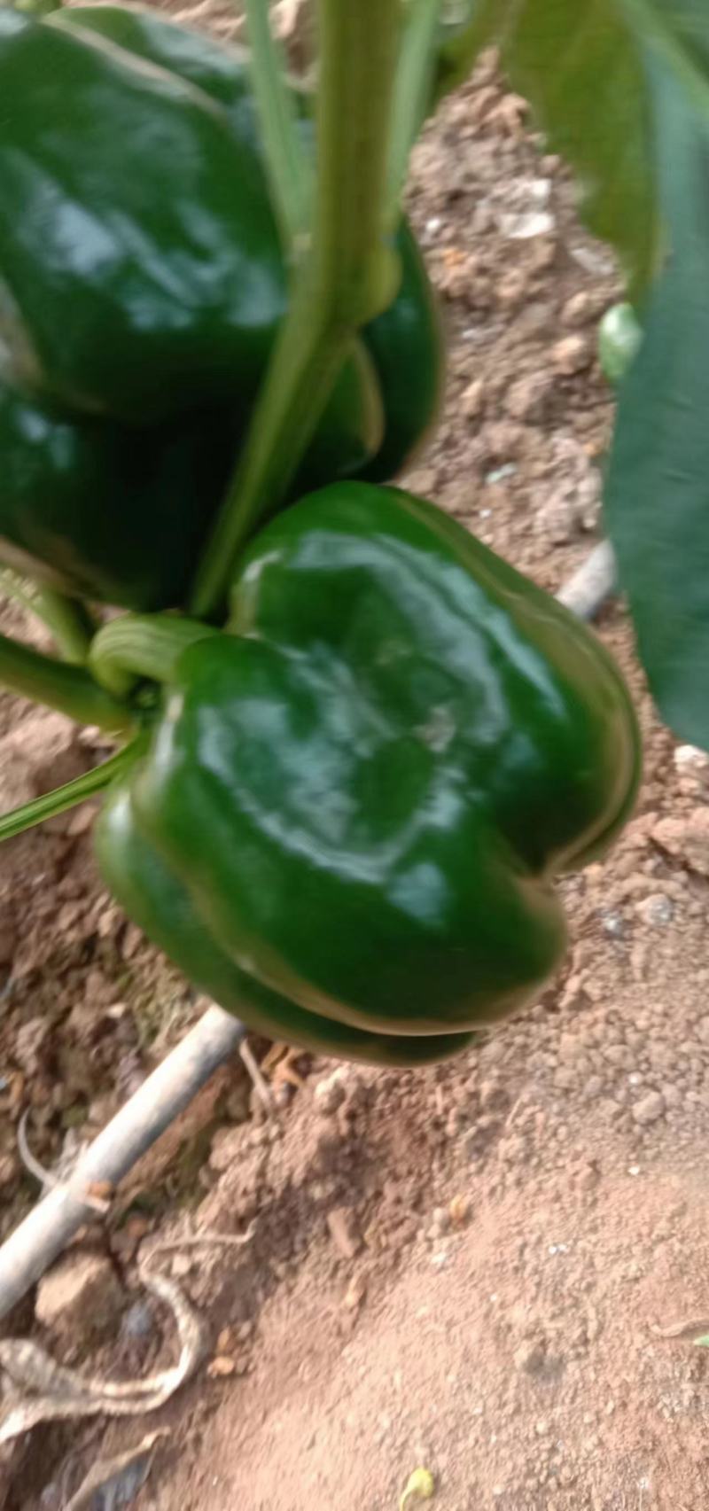 产地蔬菜大量上市中