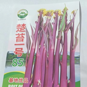 楚苔1号（红菜苔）