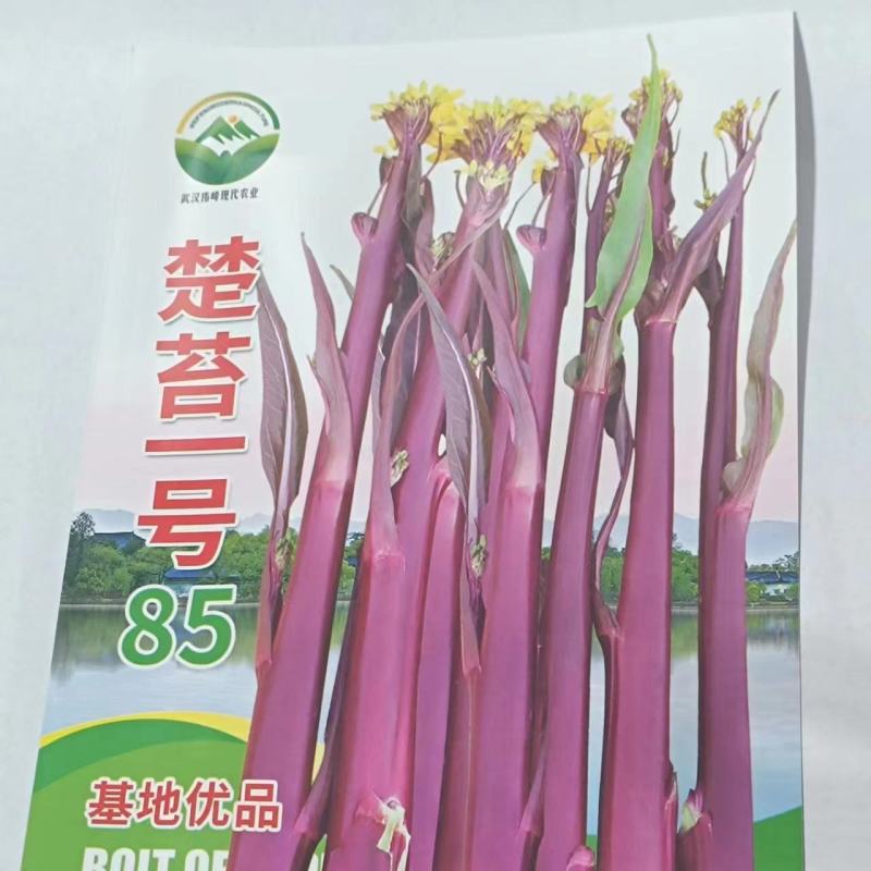 楚苔1号（红菜苔）