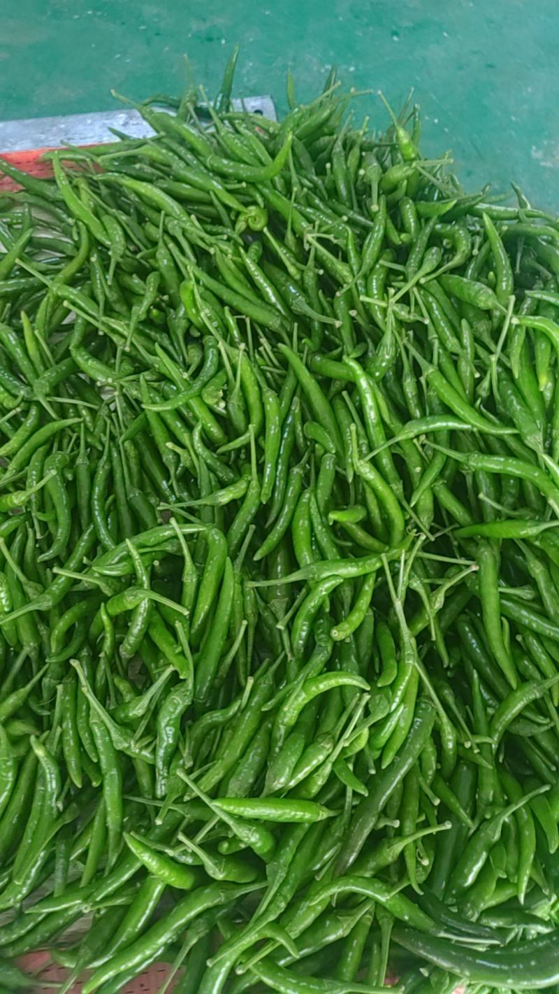 无吧青米辣，诚信经营，产地直供，专业加工厂，酱菜厂腌制厂