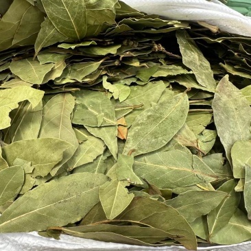 香叶调味料各种规格一手货源常年大货批发价波动快先咨询