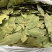 香叶调味料各种规格一手货源常年大货批发价波动快先咨询
