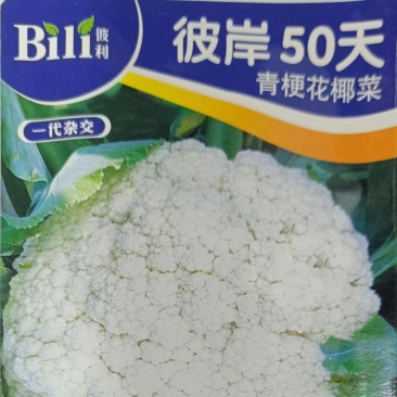 彼岸50天花菜